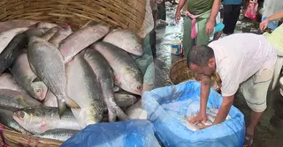 উৎপাদন কমায় নাগালের বাইরে ইলিশের দাম, বিপাকে ক্রেতারা